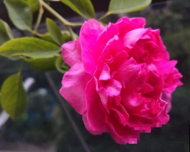 胭脂香水难养，主要和这3点有关，学会以后养殖变简单