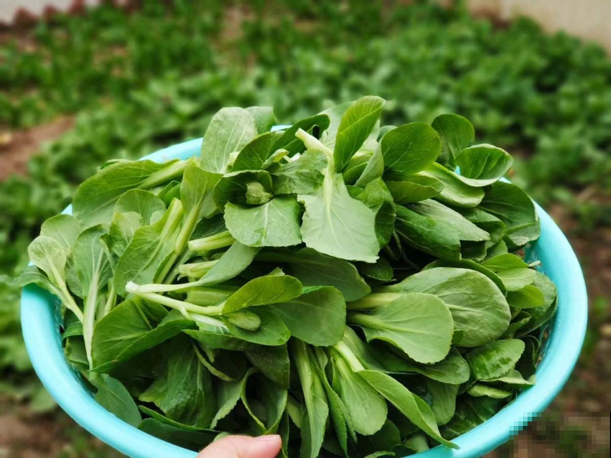初春在家种点菜，20天收一茬，在阳台上就能种