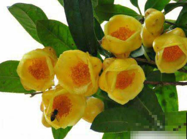 贵货植物别花钱买，掐个枝条插土里，1棵变多棵