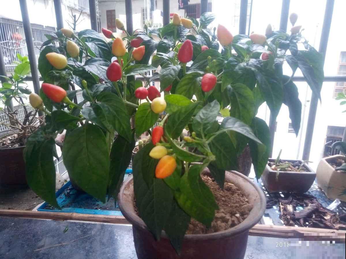 6种蔬菜适合春天种，能看又能吃，省下一笔买菜钱