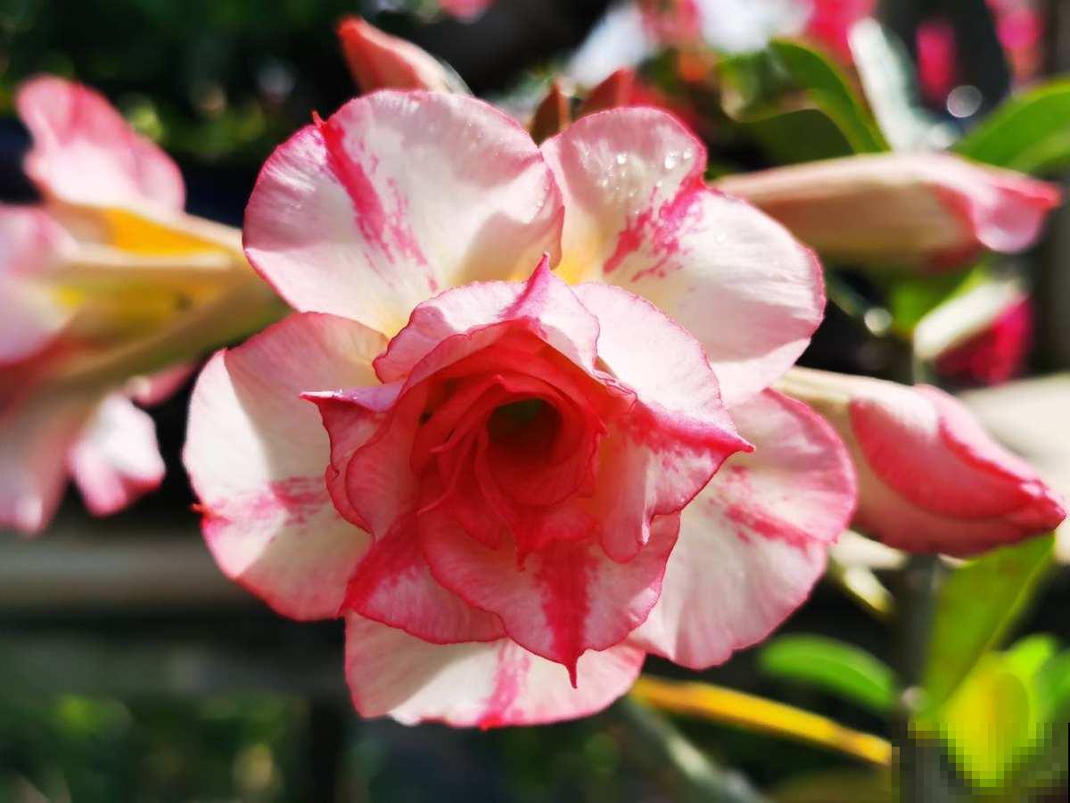 适合“粗养”的植物，适合工作忙的人养，不浇水反而开爆盆