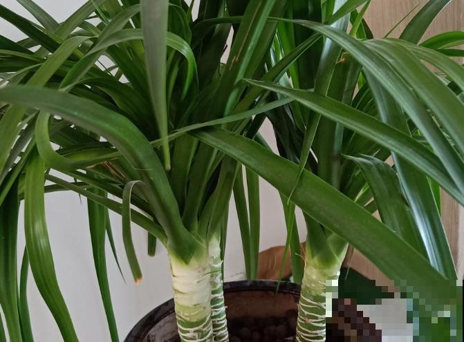 龙血树茎变软，做好这3点，还能及时挽救