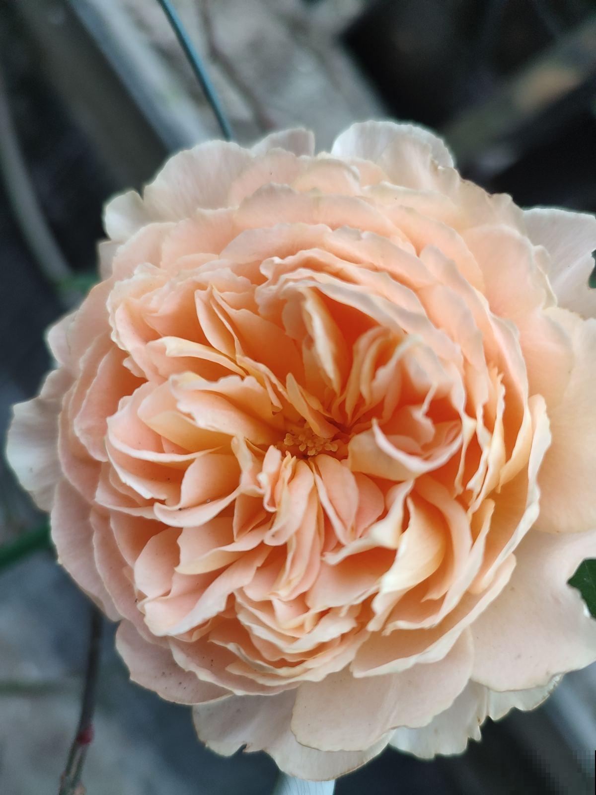 “家中养3花，旺人又旺家”，老祖宗留下的经验，值得钻研