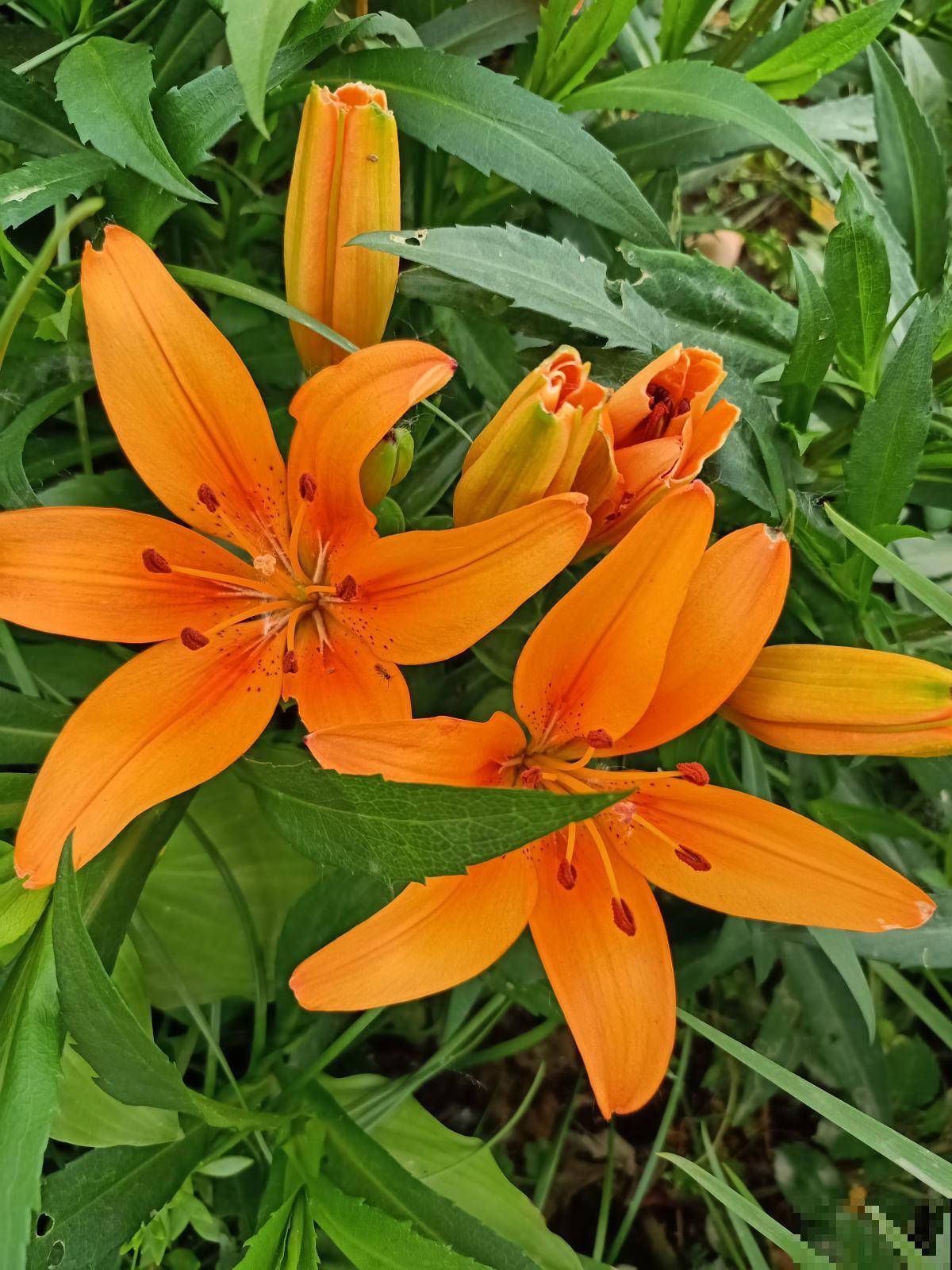 7种花,女人最爱,看到就走不动路,爱不释手 7种花,女人最爱,看到就走不动路,爱不释手