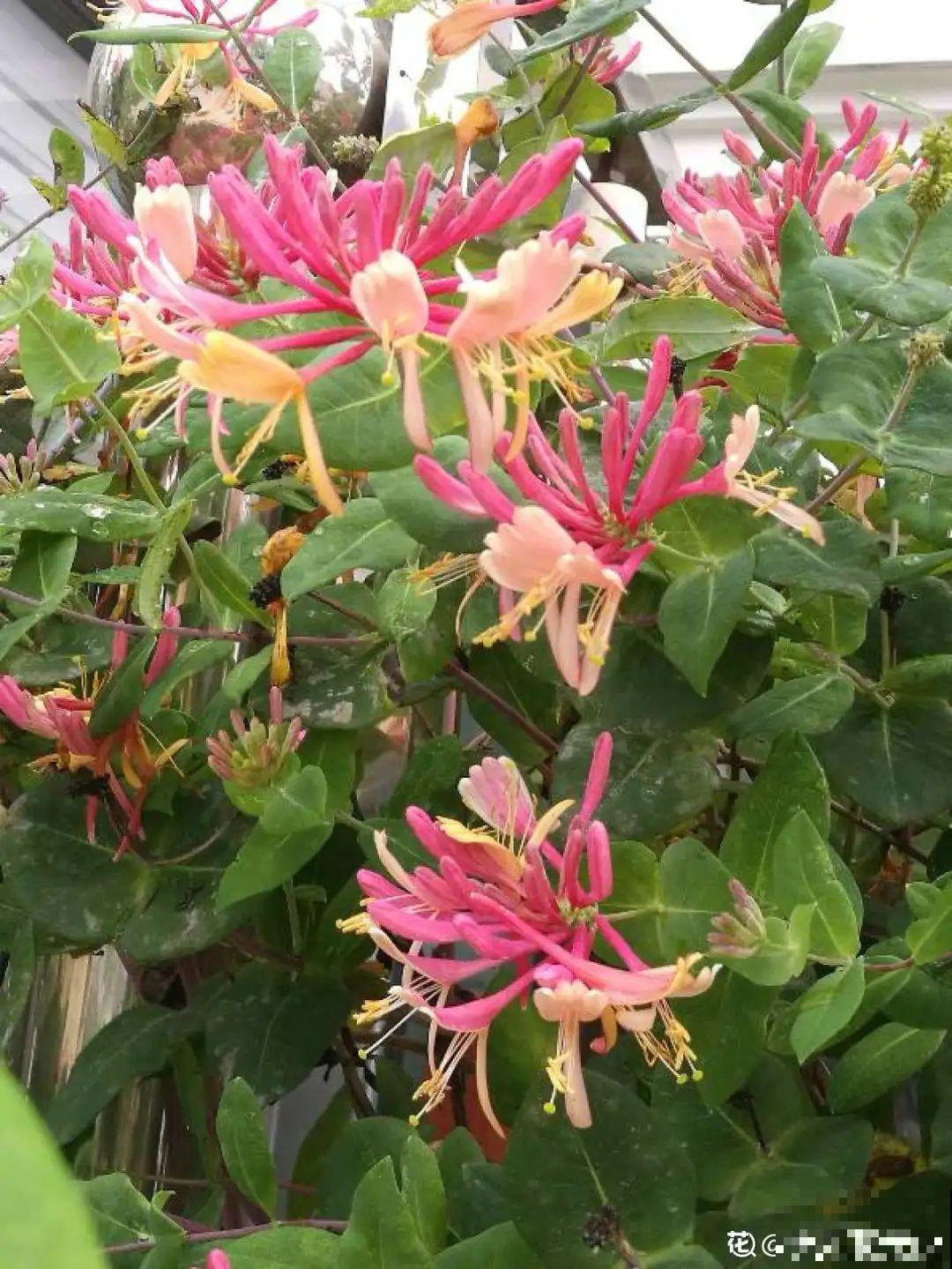 家里养盆新型品种金银花，下个月开出三色花瀑布，满院子飘香