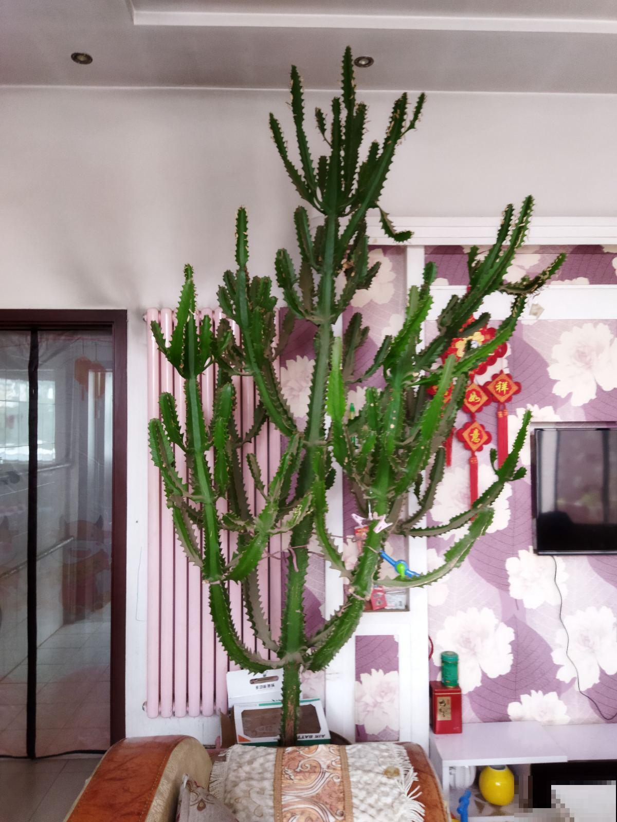 家里养4种花，就像“请”了守护神，越养越有安全感