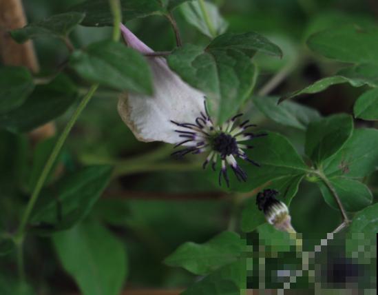 铁线莲冬天室外过冬，记住这4点，室外养殖没问题