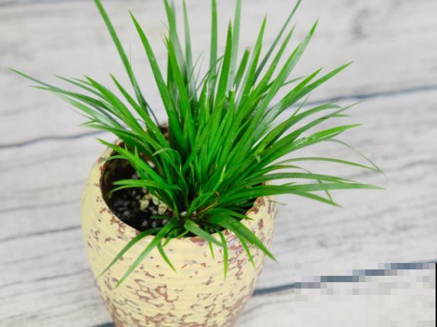 叶子尖端干裂，赶紧喷水，多通风才是硬道理