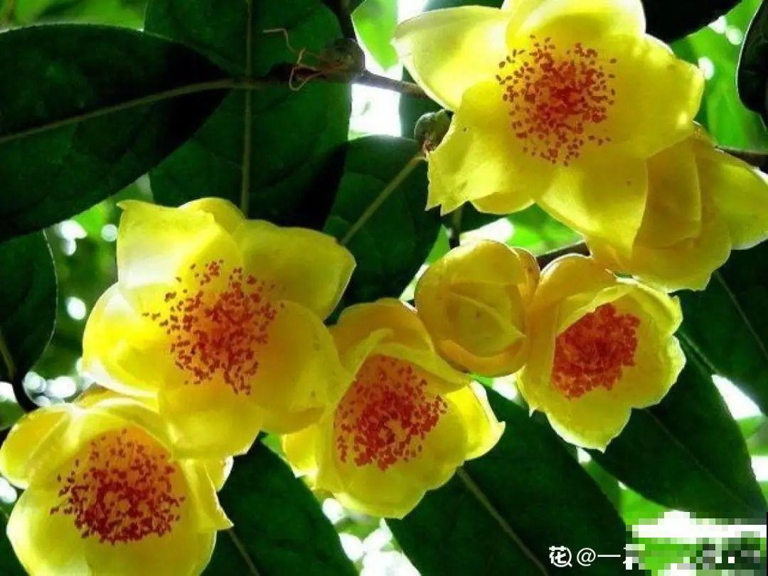 7种花不能买，触犯法律了不得，买了给自己惹麻烦