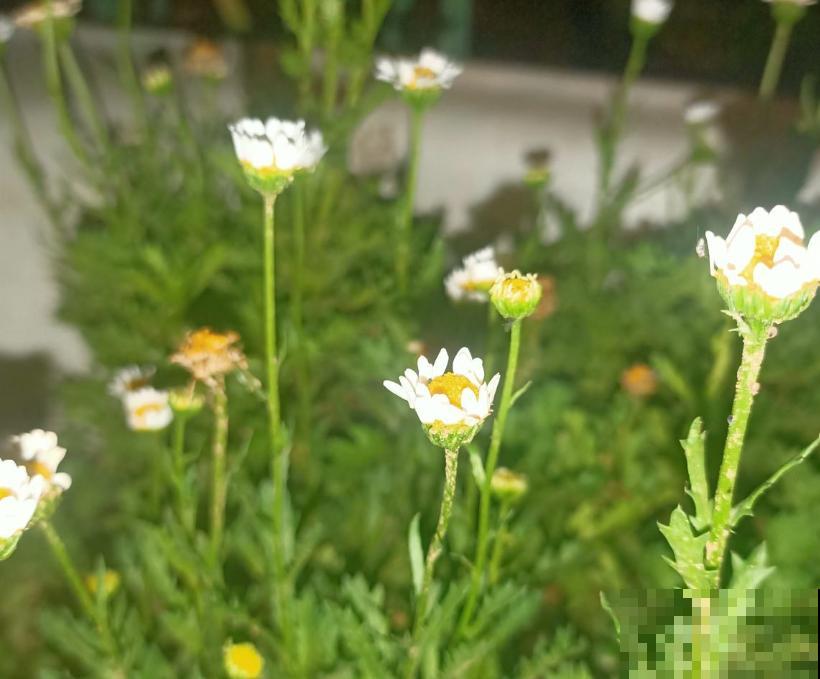 春天是养雏菊的季节，雏菊不同的含义，你都知道吗