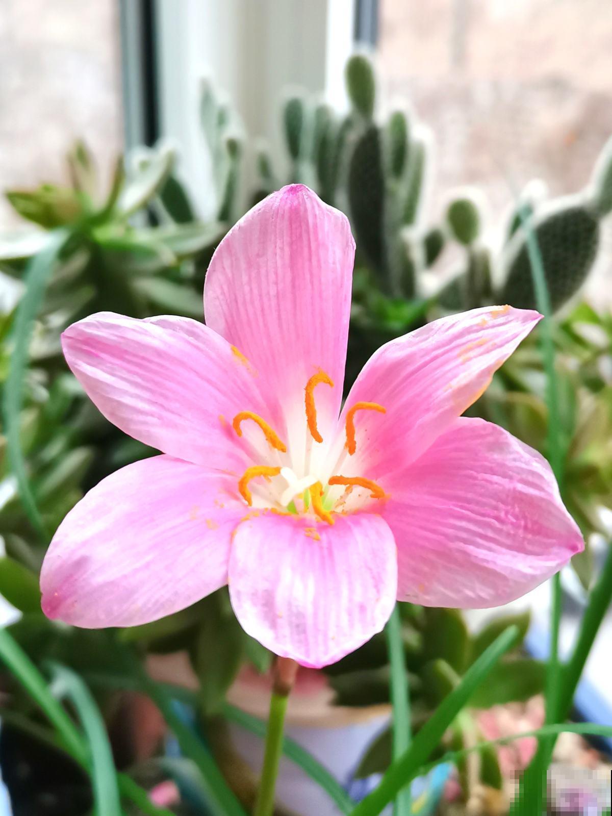 4种适合春天养的“懒人花”,越“贱养”越爆花,气质十足有格调 4种适合春天养的“懒人花”,越“贱养”越爆花,气质十足有格调