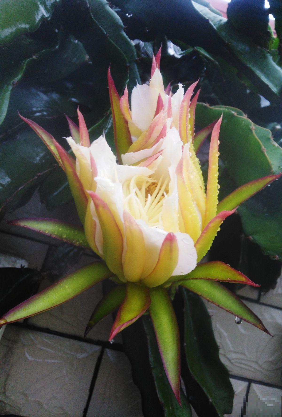 立春以后,养盆五颜六色的“小零食”花,不光好看还能吃 立春以后,养盆五颜六色的“小零食”花,不光好看还能吃