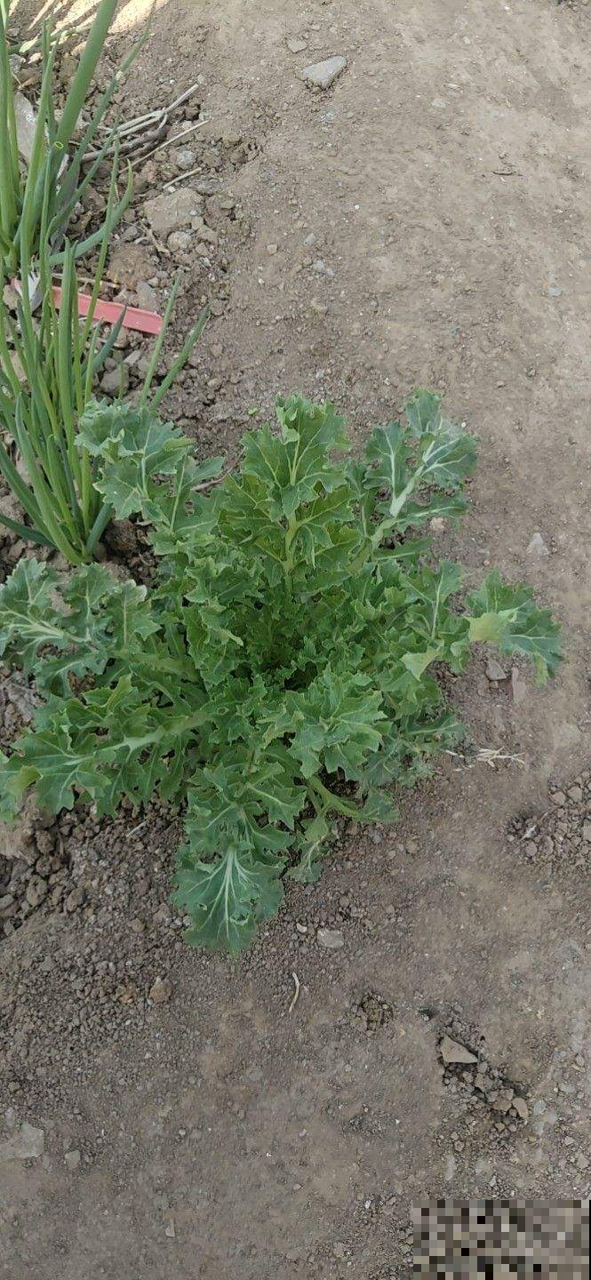 5种野草特养人,挖回家还能做成美味,在不挖就老了 5种野草特养人,挖回家还能做成美味,在不挖就老了