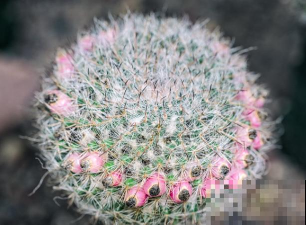 仙人球上面长小球，要及时摘掉，步骤要记住这4点