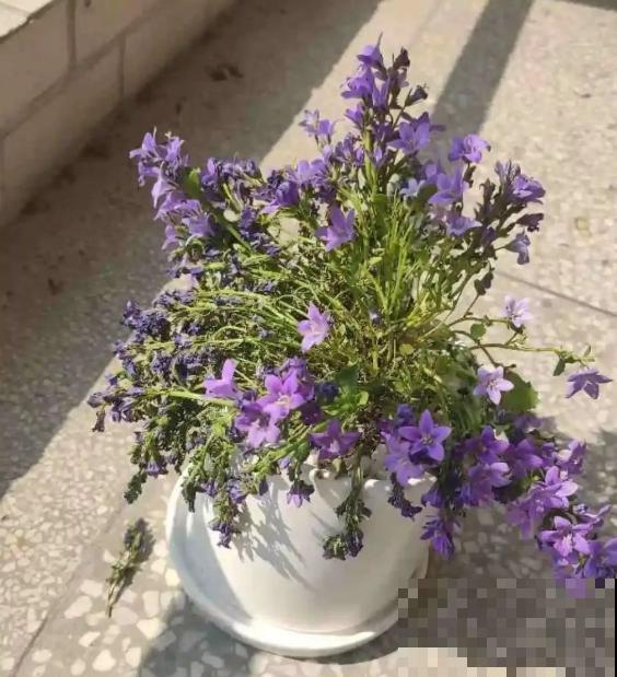 三伏天,花草难度夏,有问题来问我吧! 三伏天,花草难度夏,有问题来问我吧!