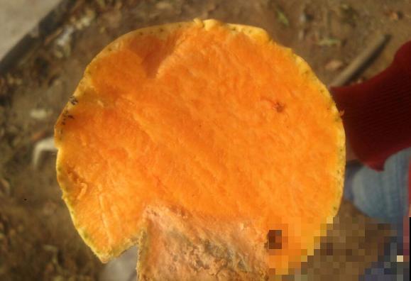 吊瓜子种植简单,学会这4步,再也不用买着吃 吊瓜子种植简单,学会这4步,再也不用买着吃