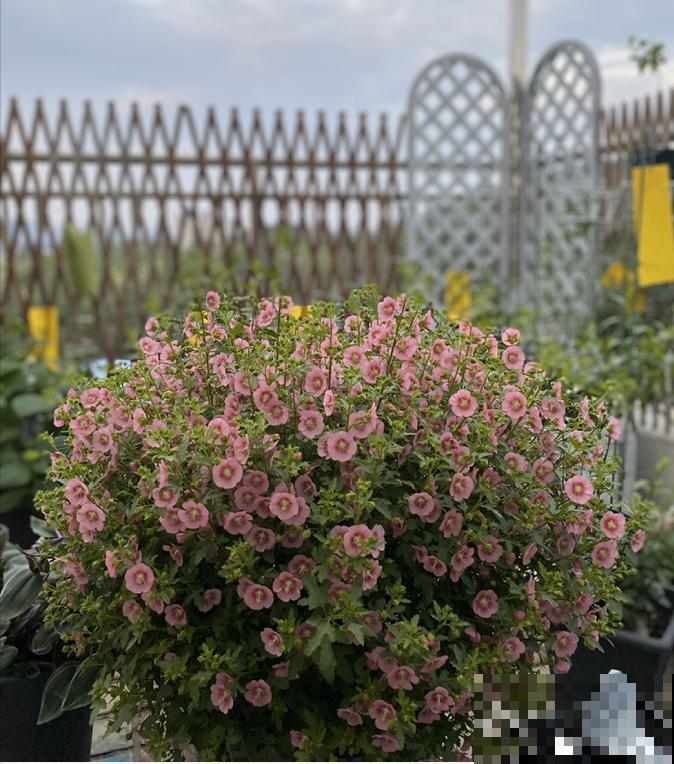 花量大的小木槿，一次性开花上千朵，开成粉色小花树！