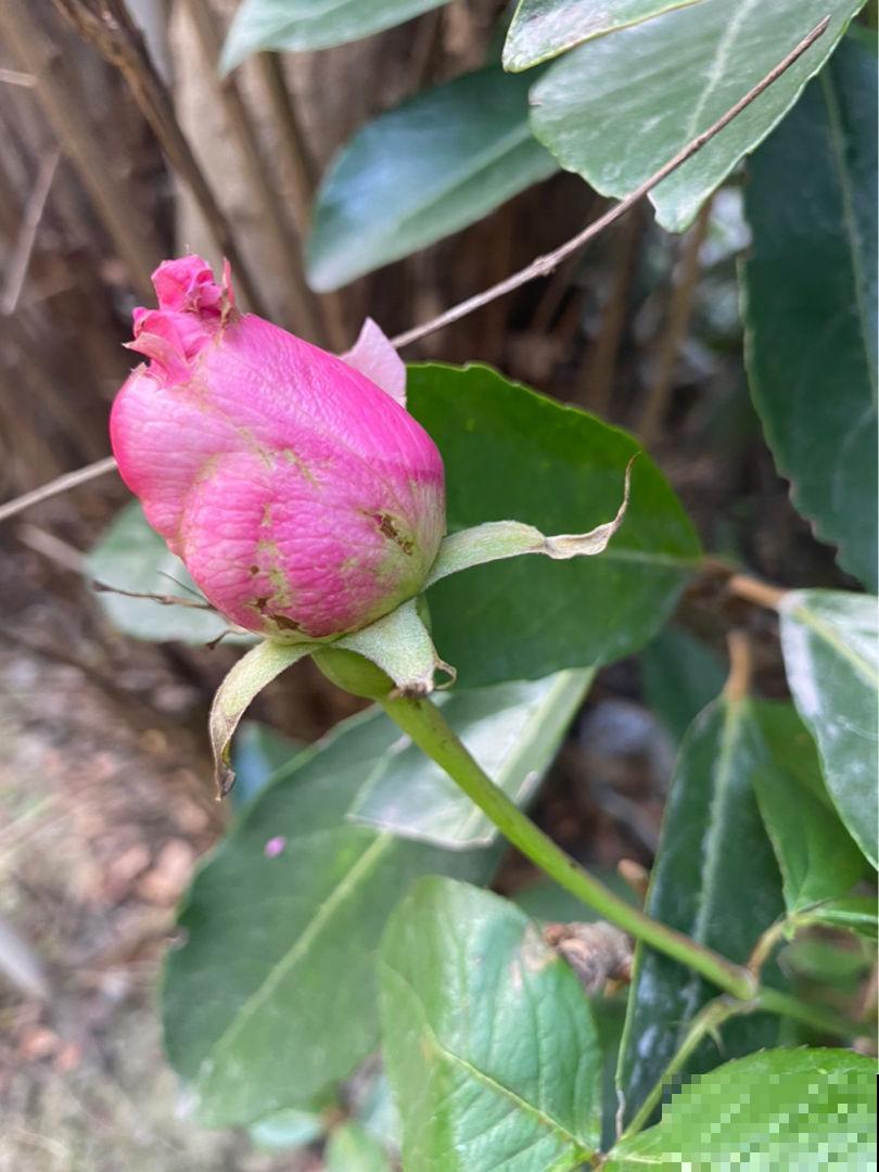 开春后养花，虫子是真不少，一碗肥皂水就管用，安全无污染