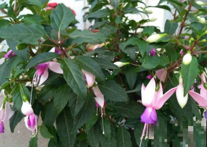 要想繁殖灯笼花，这3种方法最合适，成活率较高