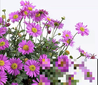 草花中的“小霸王”,耐热耐寒耐阴,开花能开大半年! 草花中的“小霸王”,耐热耐寒耐阴,开花能开大半年!