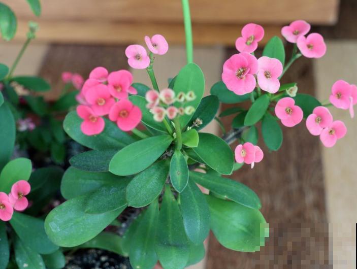 1种花被称作“刺美人”，浑身上下都是刺，却能开出绝美花