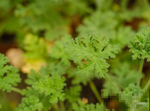 养殖植物，这5种生长调节剂的功效要了解，才能养好