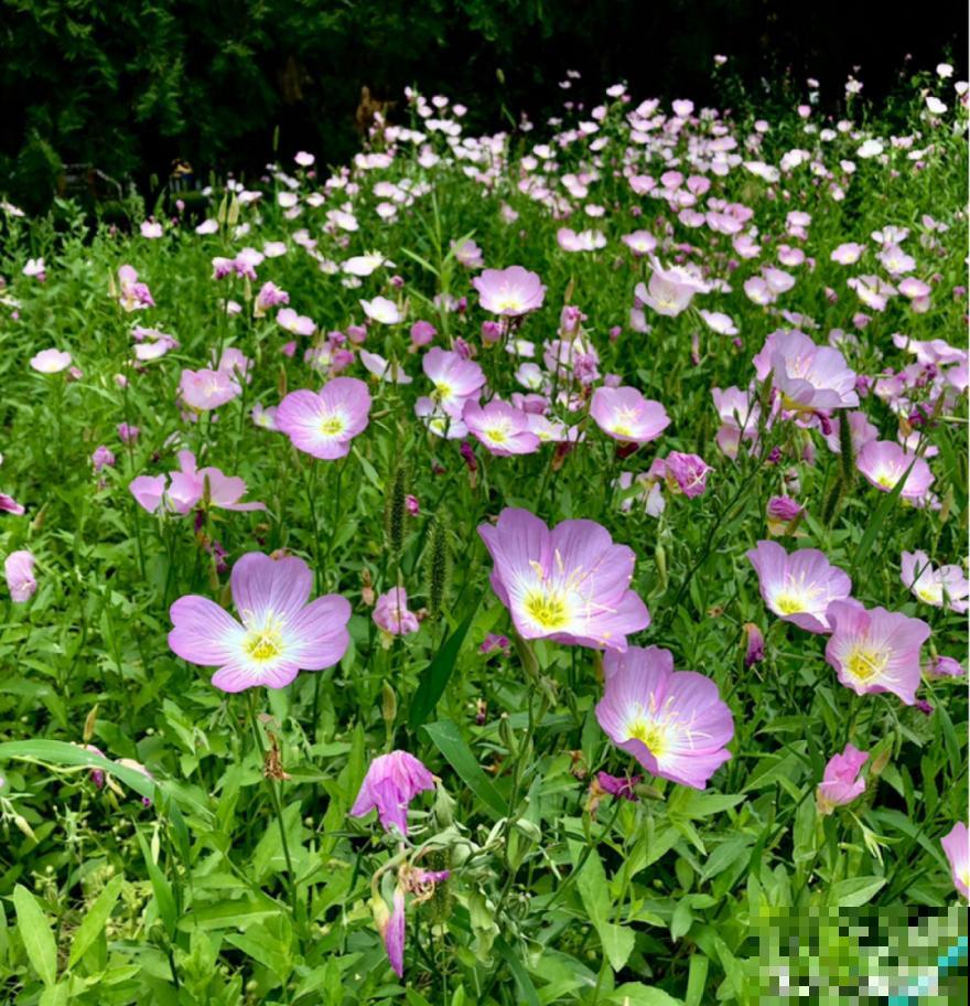 50种花春天播种,长满小院子,能开一整年 50种花春天播种,长满小院子,能开一整年