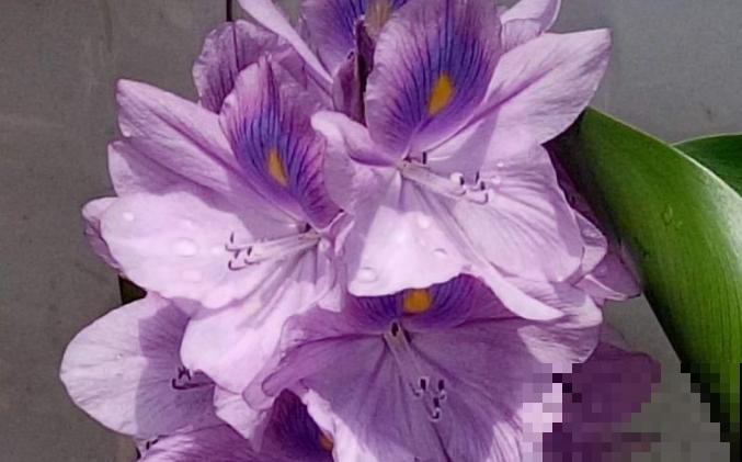 泛滥的水葫芦，在家养殖，扔水里随意生长