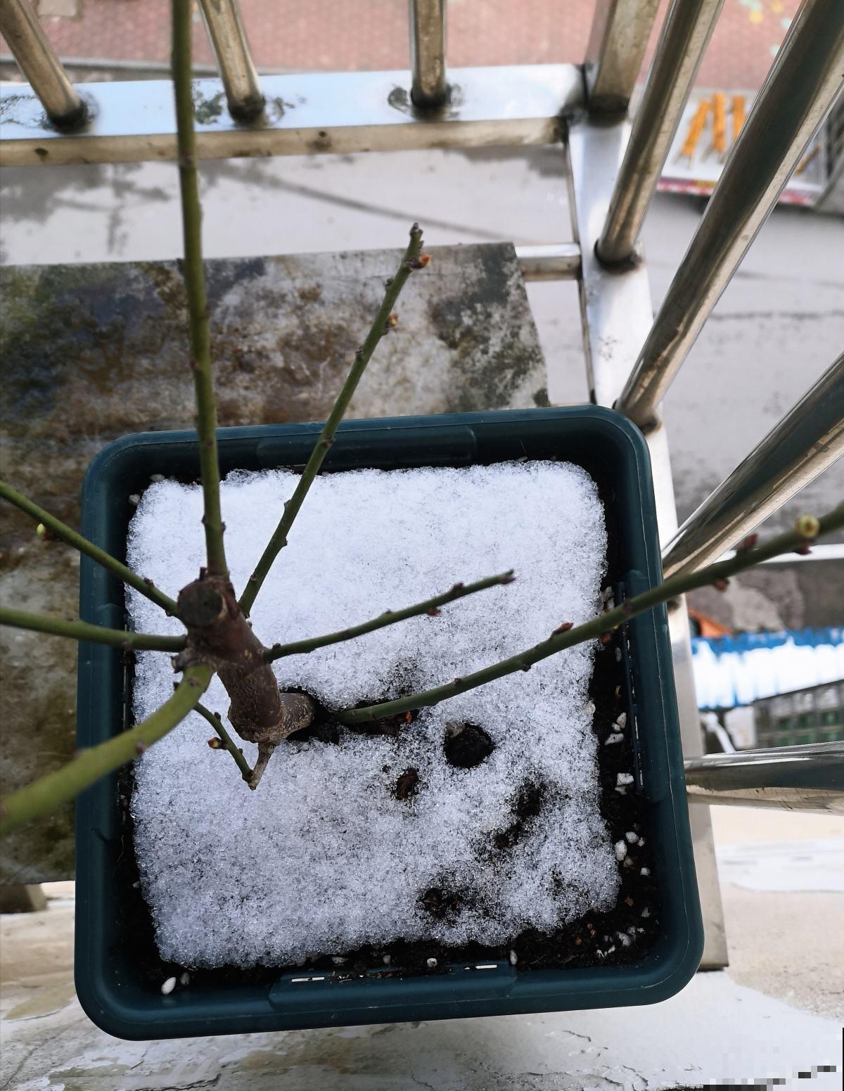 下雪天,露养植物会结冰,及时处理才能安全越冬 下雪天,露养植物会结冰,及时处理才能安全越冬