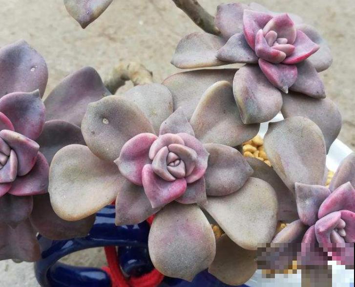 养殖紫乐要想长得好,记住这5点,轻松长出好状态 养殖紫乐要想长得好,记住这5点,轻松长出好状态