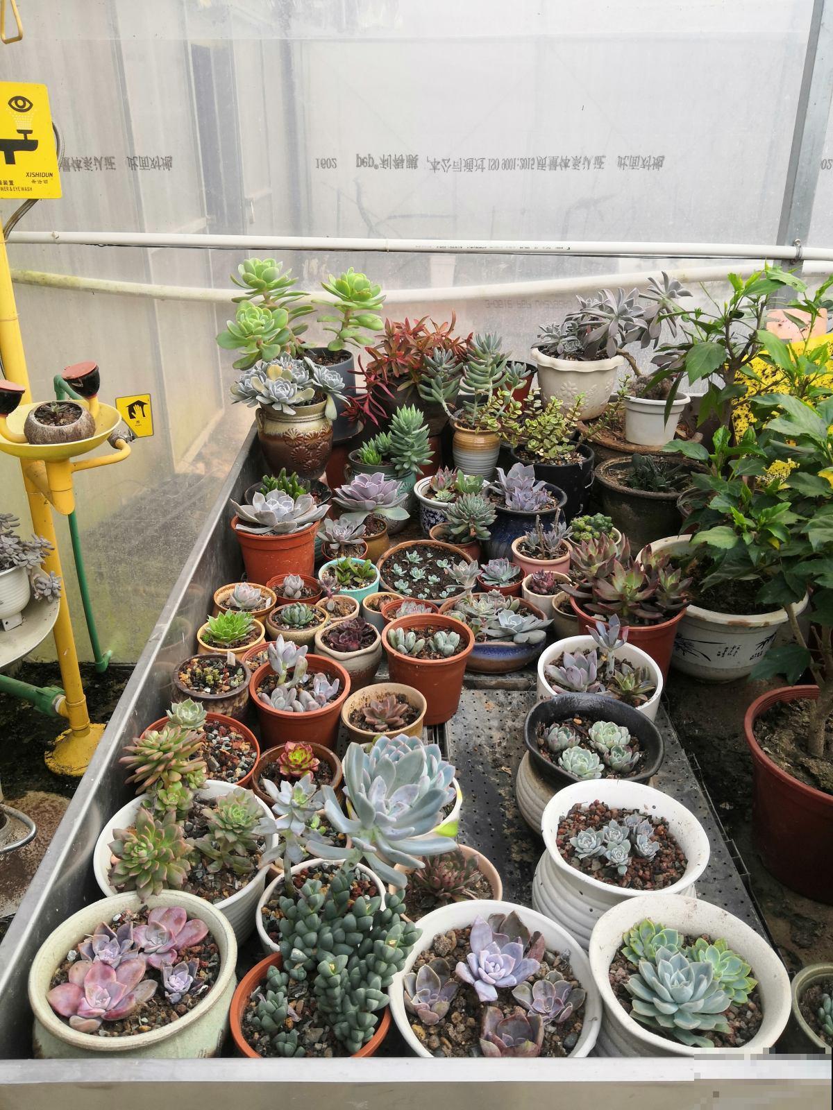 养花最怕3件事，但凡你中招了，说明不适合养花