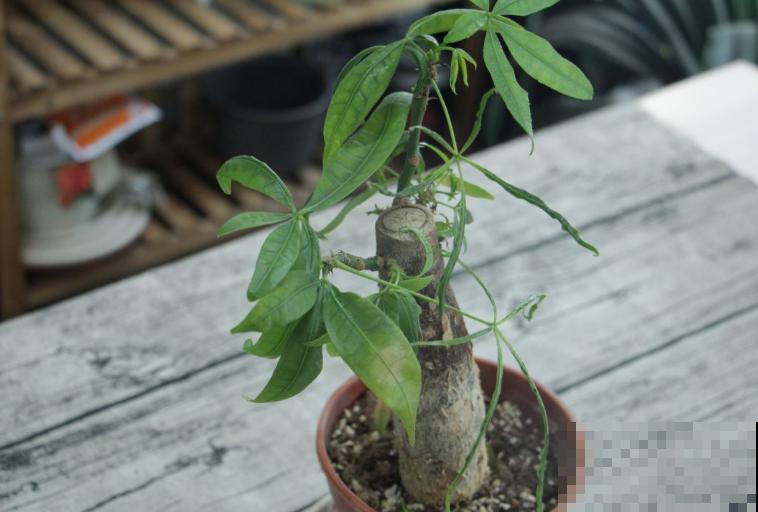 发财树一摁就变软，赶紧泡多菌灵，不然花全死了