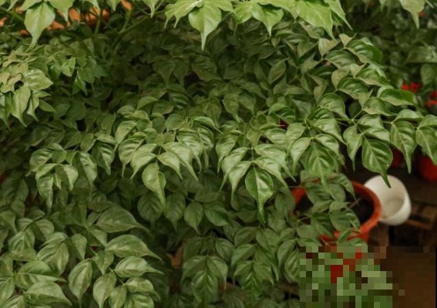 幸福树叶子下垂发蔫，主要和这4点相关，及时处理还能拯救