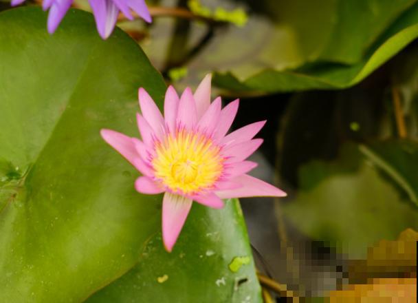 植物种子传播，主要有这5种方式，快来了解一下