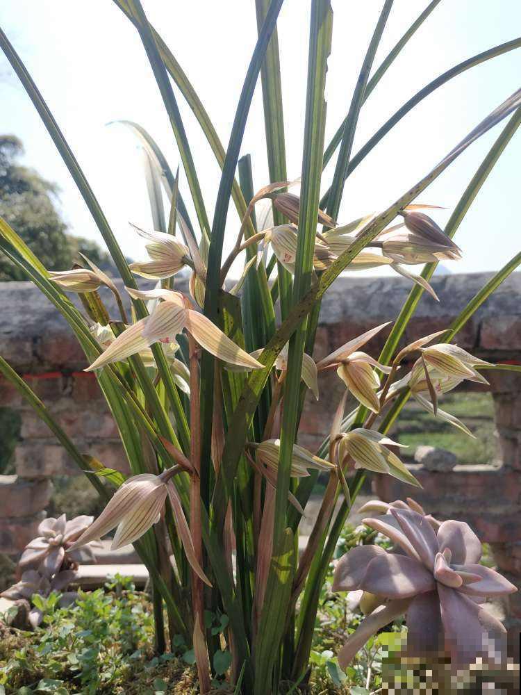 兰花太难养，因为都在“瞎勤快”，3个方面一定要懒