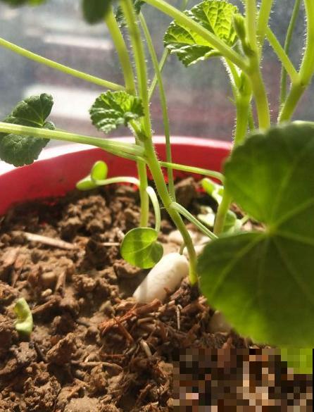 三月花葵“银杯”花,一开耀眼夺目,美上天了! 三月花葵“银杯”花,一开耀眼夺目,美上天了!