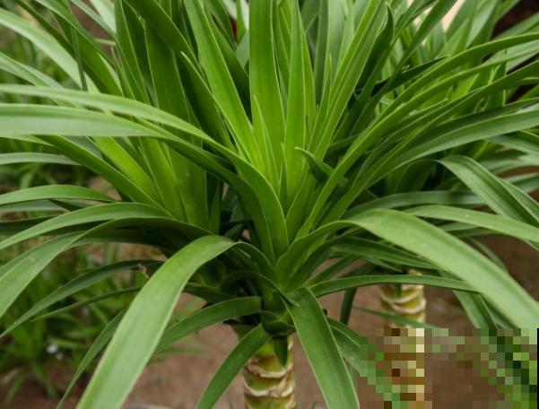 龙血树养殖要想更旺盛,这4点注意好,养殖旺盛很简单 龙血树养殖要想更旺盛,这4点注意好,养殖旺盛很简单