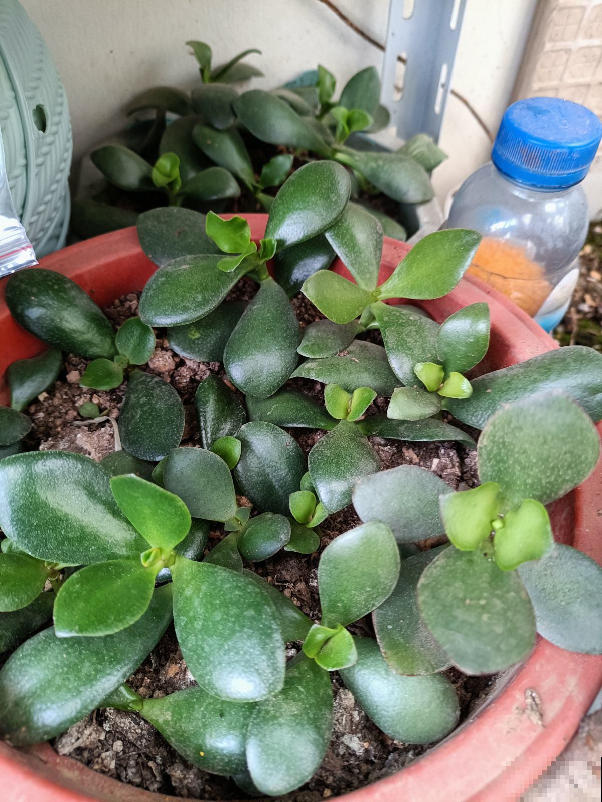 玉树这种贵气花，掌握方法才能越养越值钱，赶紧学起来