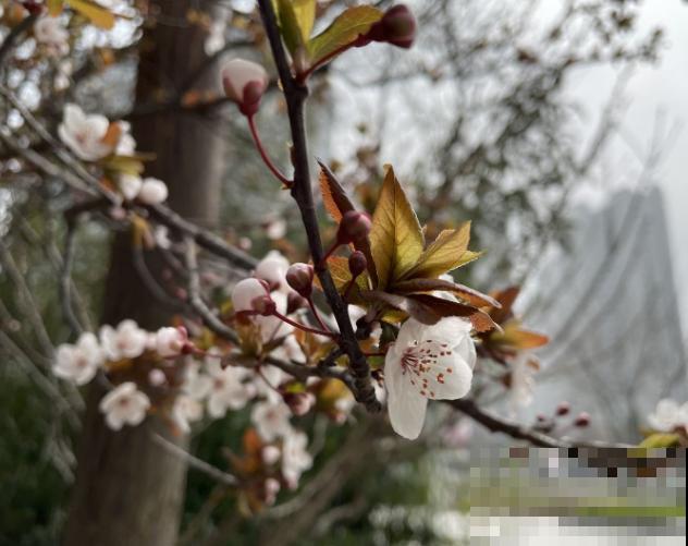 这5种紫红色植物，公园里常见，观赏性极强