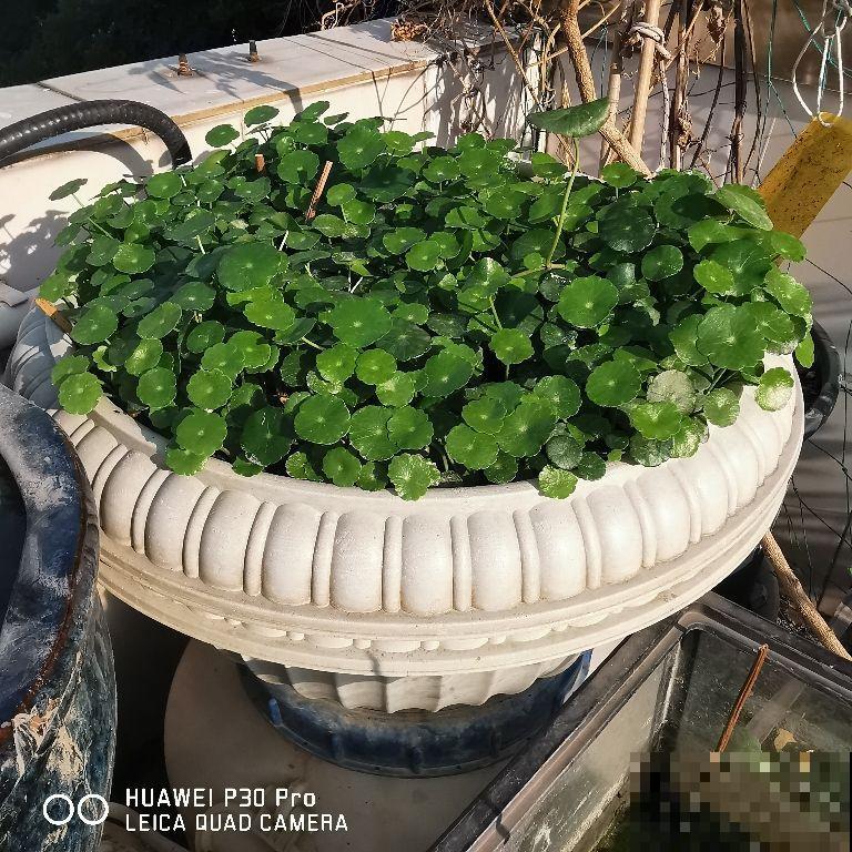 这6种植物，立春之后迅速生长，家里养一盆能带财运