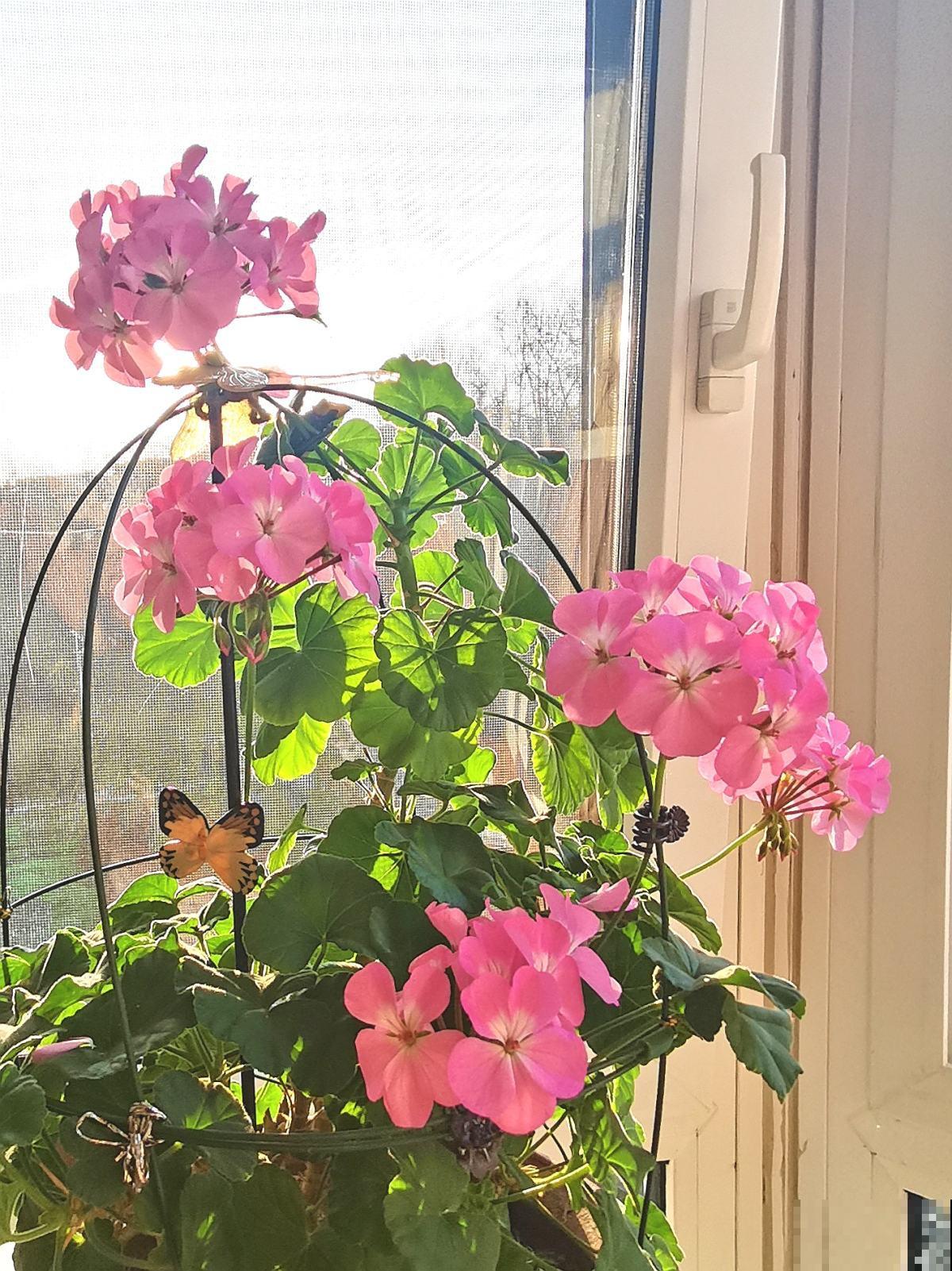 上百块一盆的年宵花，花市卖的热热闹闹，但买回家真的好养吗