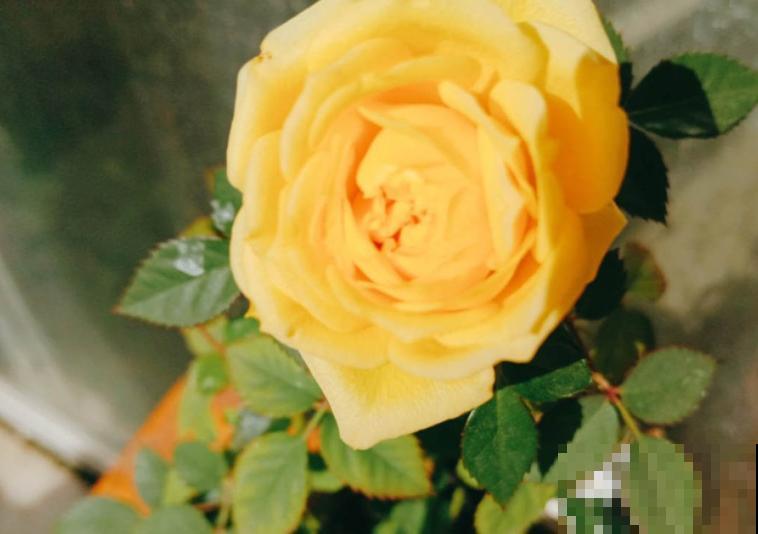 1种花堪称“黄金花”，金灿灿有好兆头，养护起来特简单