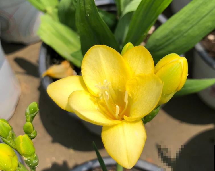 香雪兰长出嫩苗苗，掌握4要点很重要，赶紧学起来