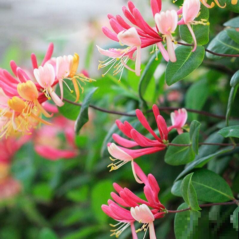 家里养盆新型品种金银花，下个月开出三色花瀑布，满院子飘香