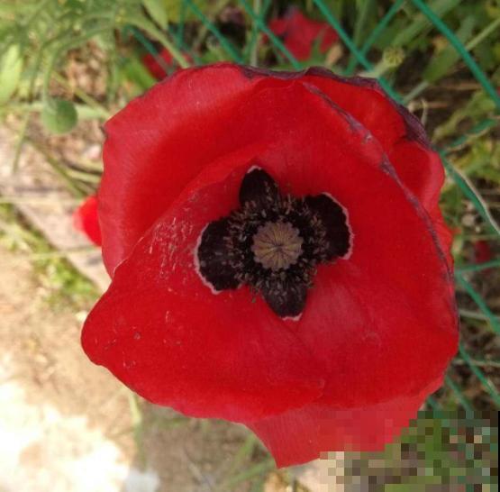 4种有毒花，家有小孩请远离，不然后患无穷