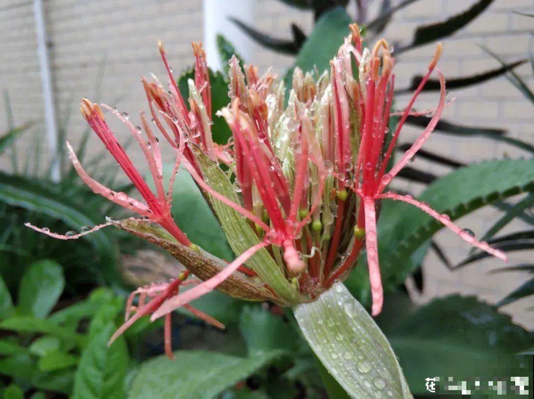 过年烟花没看够，快养这9种花，开花更美