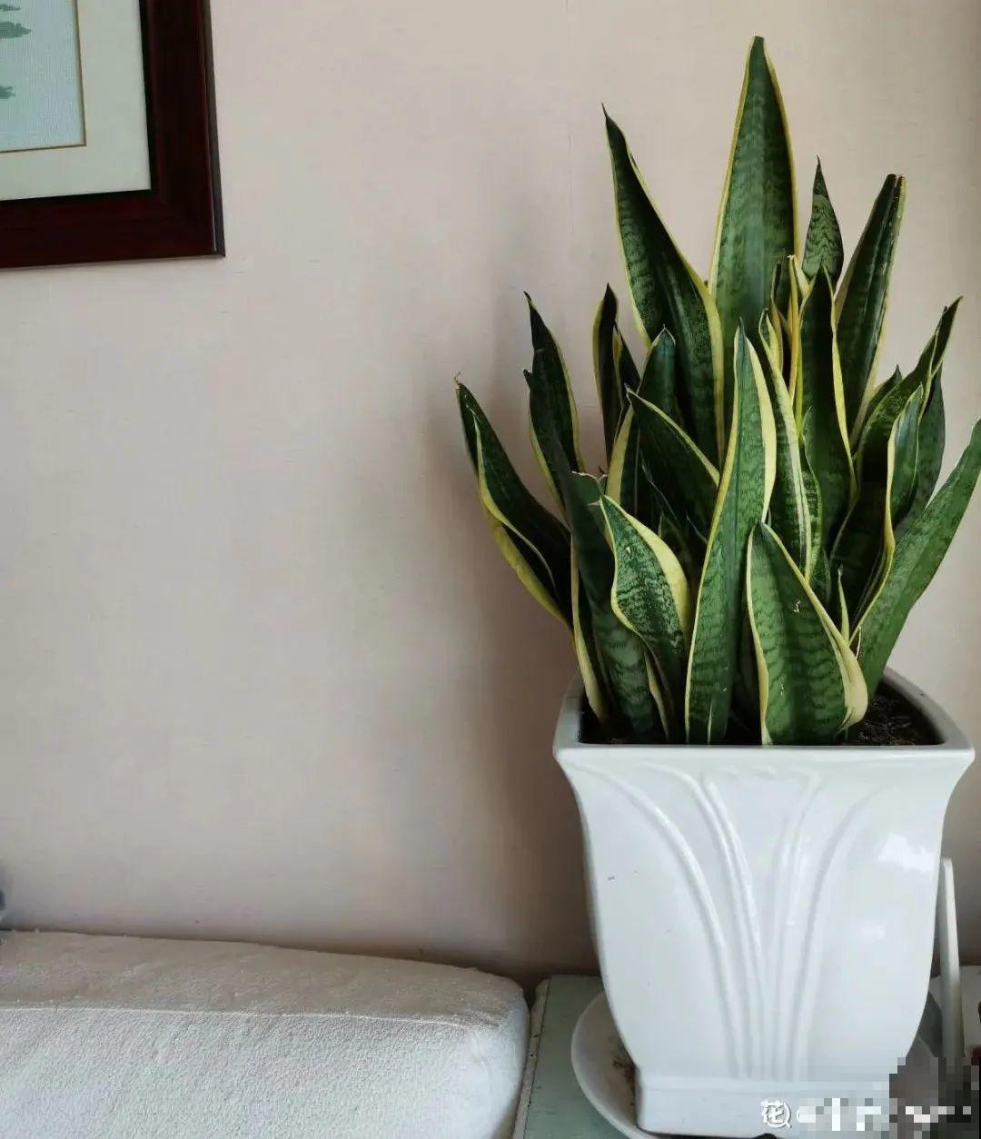 客厅养花别乱摆，选对位置，财运滚滚来！