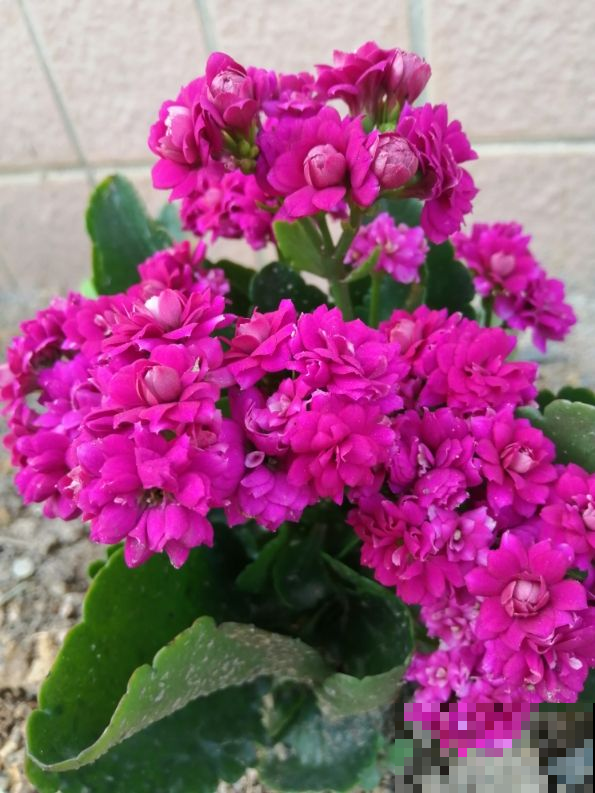 三角梅里的勤花品种，家里养一棵，能顶一个花园