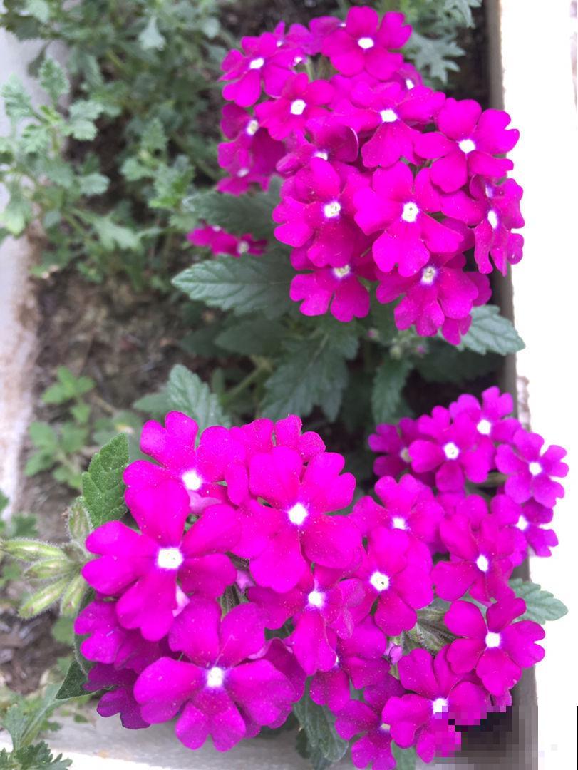 5种“垂吊花”，春天养一盆，家里开花成花墙