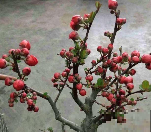 “长寿冠”海棠花这个品种不常见，养殖在家注意这6点，花期变长